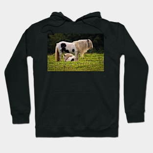 Mother and foal Hoodie